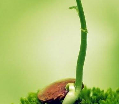 Bio-komponent garn